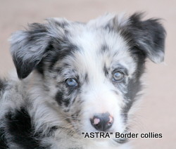 Blue merle male, medium coat, border collie puppy